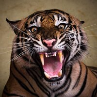 Riding the Tiger of Technological Change Riding the Tiger of Technological Change
