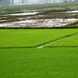 'Creating a Sustainable Food Future: World Resources Report 2013-2014: Interim Findings' 'Creating a Sustainable Food Future: World Resources Report 2013-2014: Interim Findings'