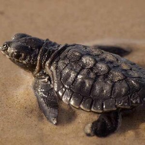 'Five Years & Counting: Gulf Wildlife in the Aftermath of the Deepwater Horizon Disaster'