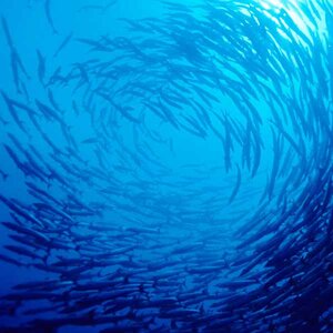 Living Blue Planet Report 2015: Species, Habitats and Human Well-Being Living Blue Planet Report 2015: Species, Habitats and Human Well-Being