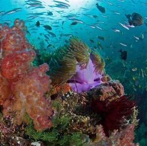 Our Shared Seas: A 2017 Overview of Ocean Threats and Conservation Funding