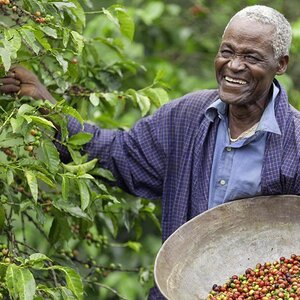 A man harvesting coffee from his farm.