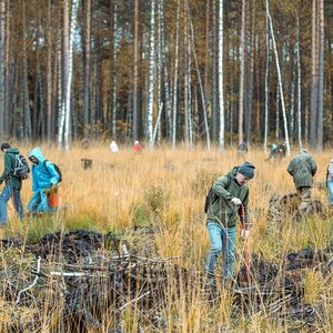 People working on a forest restoration project.