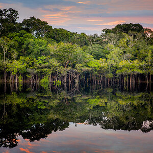 A water-level view of the Brazilian Amazon rainforest A water-level view of the Brazilian Amazon rainforest