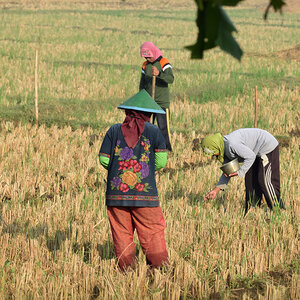 Indonesian farmers planting soybeans by hand in a field. Indonesian farmers planting soybeans by hand in a field.