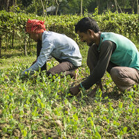 Bayer, Pula foundations to insure 10 million smallholder farmers Bayer, Pula foundations to insure 10 million smallholder farmers
