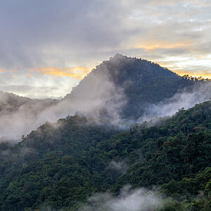 The Amazon forest.