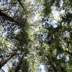 An upward view from the ground of pine trees. An upward view from the ground of pine trees.