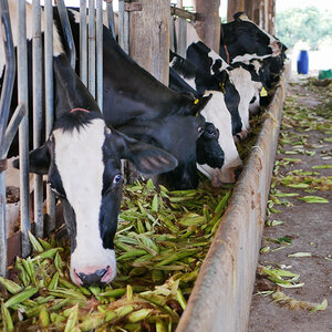 A row of cattle feeding at a trough.