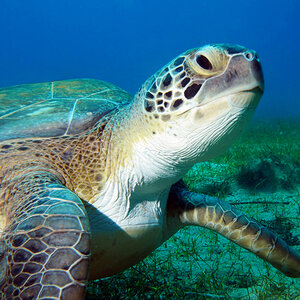 An underwater close-up of a green sea turtle. An underwater close-up of a green sea turtle.