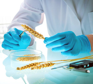 A scientist wearing protective blue gloves in a laboratory is putting grains of wheat in a petri dish.