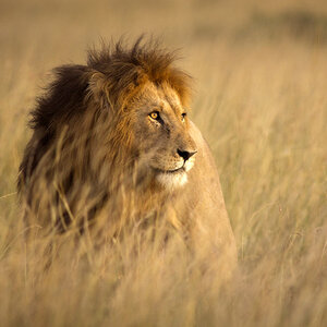 A lion in the wild. A lion in the wild.
