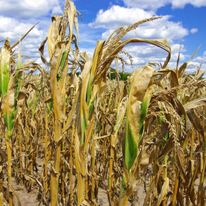 Corn stalks damaged by drought.