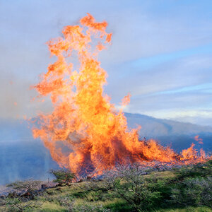 Flames from a wildfire leap into the air as a forest burns. Flames from a wildfire leap into the air as a forest burns.