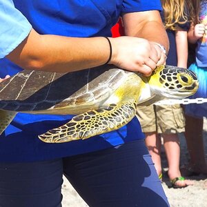 A sea turtle being released back into the wild. A sea turtle being released back into the wild.
