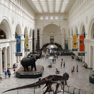 The dinosaur hall of a large museum - the Field Museum of Natural History. The dinosaur hall of a large museum - the Field Museum of Natural History.