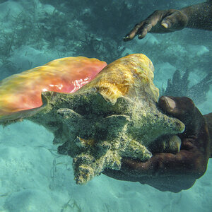 A queen conch in the ocean. A queen conch in the ocean.