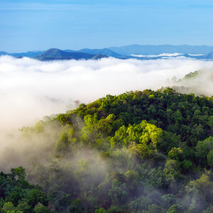 An aerial view of a cloud-covered rainforest.