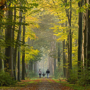 Photo from behind of a family walking on a path in a forest.