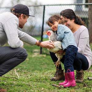 A mother and father play with their daughter as she holds a chicken.
