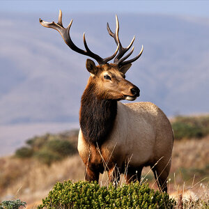 A bull elk stands in a grassy field with mountainous terrain in the background.