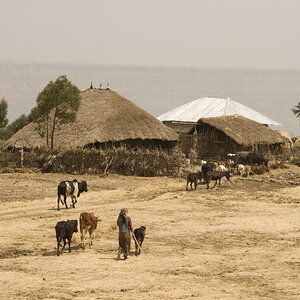 A livestock farm in Ethiopia.