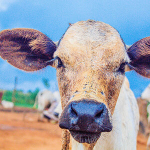 Closeup of a cow on a Nigerian farm. Closeup of a cow on a Nigerian farm.