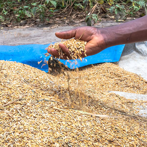 An African farmer holds up a handful of rice. An African farmer holds up a handful of rice.