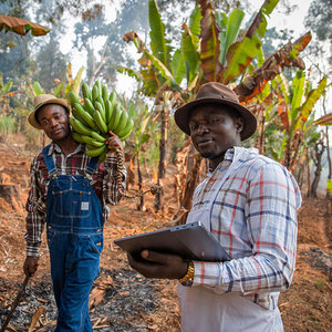 Two African farmers, one with a computer tablet, at work in a plantain grove.