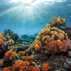 A coral reef in the ocean. A coral reef in the ocean.
