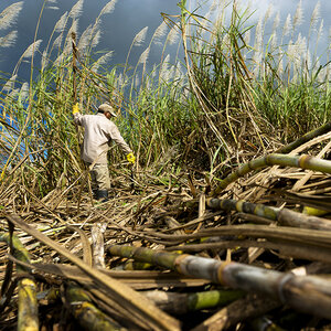 A farmer harvesting sugarcane. A farmer harvesting sugarcane.