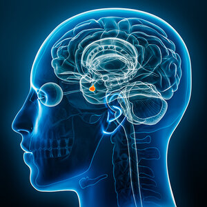 An artist's rendering of a brain scan showing the location of the pituitary gland. An artist's rendering of a brain scan showing the location of the pituitary gland.