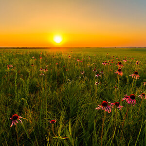 Flowers in a prairie. 