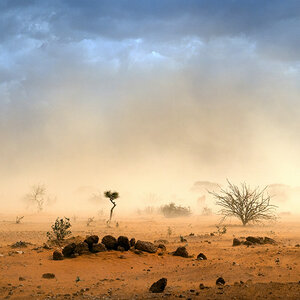 An arid dusty landscape of barren trees suffering from drought in Somalia.