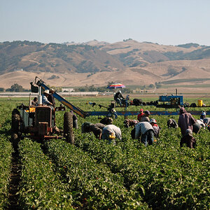 Migrant workers performing stoop labor on a California farm.