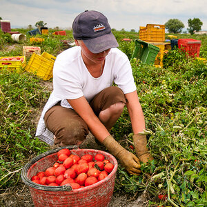 A female farm worker stoops to pick tomatoes in a field. A female farm worker stoops to pick tomatoes in a field.