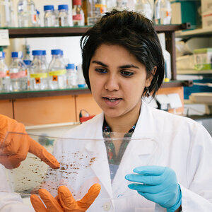 A female scientist reviews the results of an experiment. A female scientist reviews the results of an experiment.