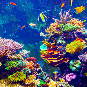 A tropical coral reef teeming with life. A tropical coral reef teeming with life.