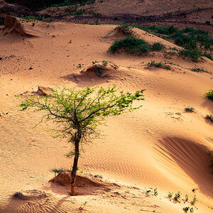 A lone tree grows in an arid landscape. A lone tree grows in an arid landscape.