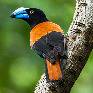 A tropical bird with black and rust colored feathers and a bright blue beak - the helmet vanga.