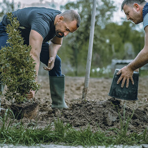 Two men planting a tree. Two men planting a tree.
