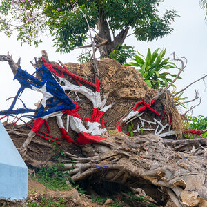 Painted Puerto Rico flag on uprooted tree from Hurricane Maria. Painted Puerto Rico flag on uprooted tree from Hurricane Maria.