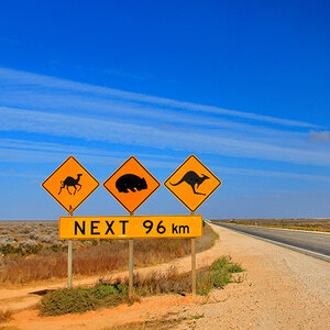 Traffic signs leading toward desolate area of Australian outback, warning drivers of camels, wombats, and kangaroos. Traffic signs leading toward desolate area of Australian outback, warning drivers of camels, wombats, and kangaroos.