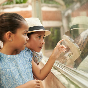 Children at a zoo looking at a snake.