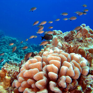 A school of fish swim past a coral reef. A school of fish swim past a coral reef.