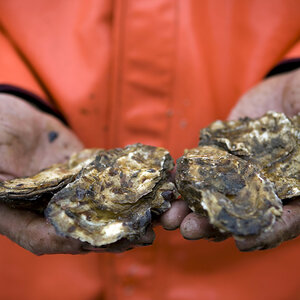 An oyster fisherman holding his catch.