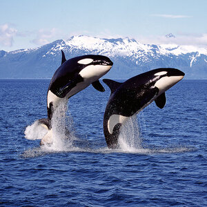 Orcas jumping out of the water.