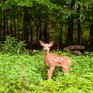A fawn stands amid groundcover in a wooded area.