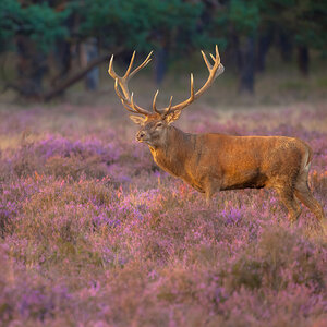 Wild deer grazing in a field.