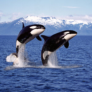 A pair of orca breach, with snow-capped mountains in the background A pair of orca breach, with snow-capped mountains in the background